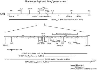 The Complex Association of FcγRIIb With Autoimmune Susceptibility